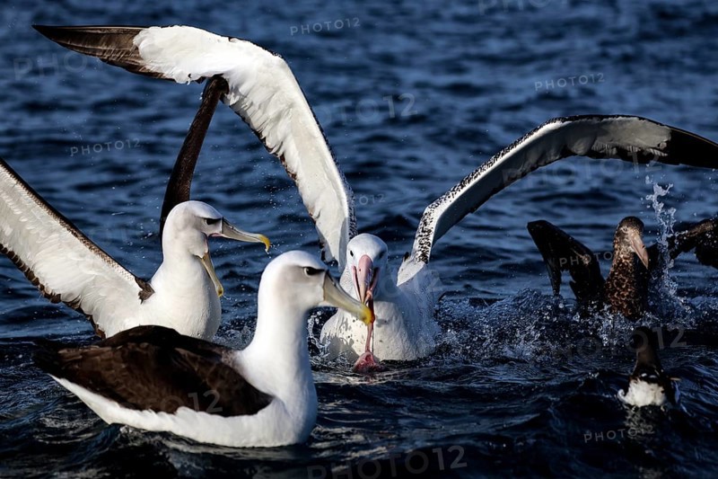 Albatrosses gather to feed on the ocean near Kaikoura, Kaikoura, New Zealand