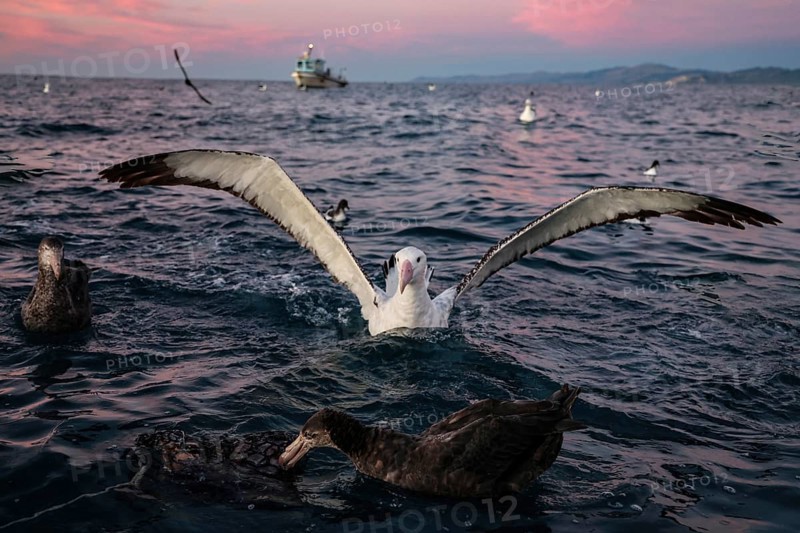 Albatross in the ocean off Kaikoura covered by a pink sky, Kaikoura, Canterbury, New Zealand