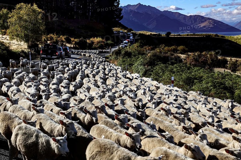 Peaceful sheep drive along Lake Hawea with picturesque mountains in the background, zero