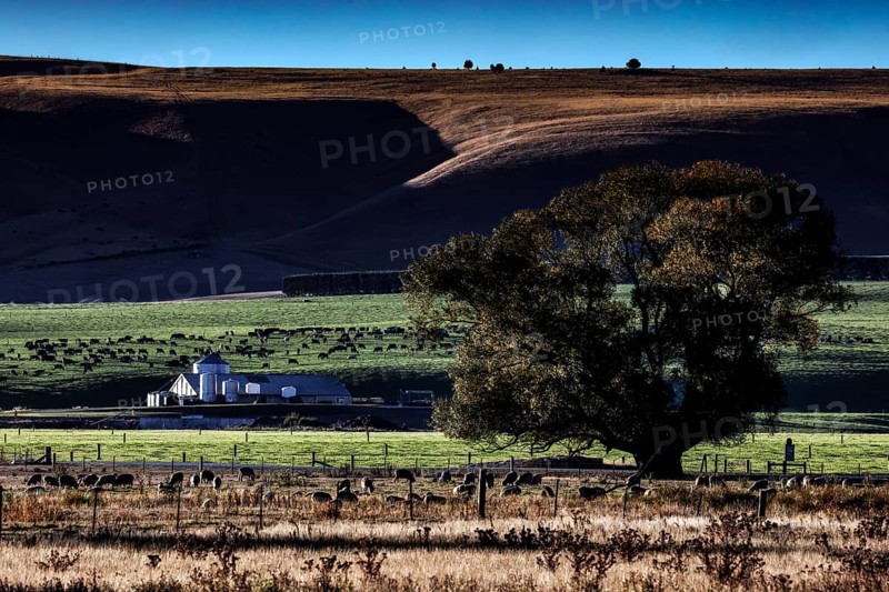 Wide field with a farm in the background, a large tree dominates the scenery at Lake Pukaki, Lake Pukaki, Canterbury, New Zealand