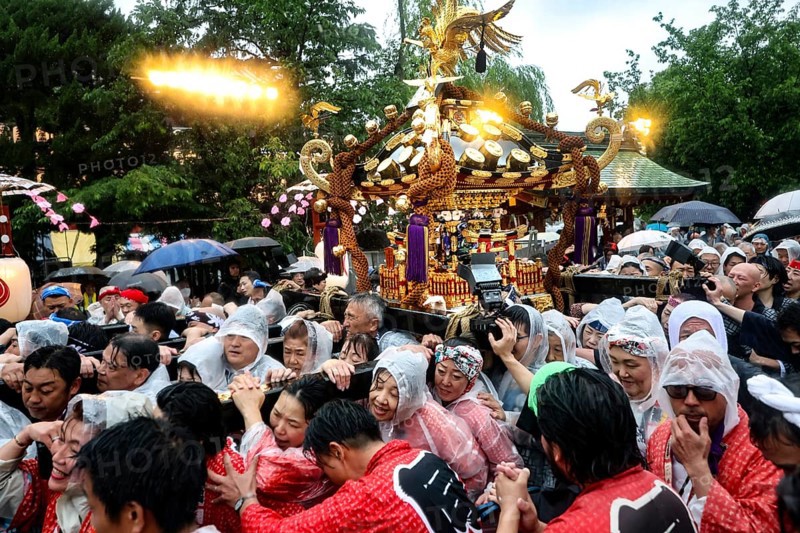 Celebrators wearing traditional clothing wear Mikoshi in the rain at Sanja Matsuri, Tokyo, Asakusa, Japan