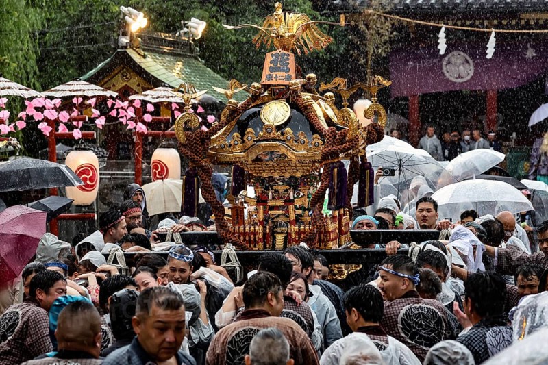 Shelter under umbrellas during the festive Sanja Matsuri with Mikoshi, Tokyo, Asakusa, Japan