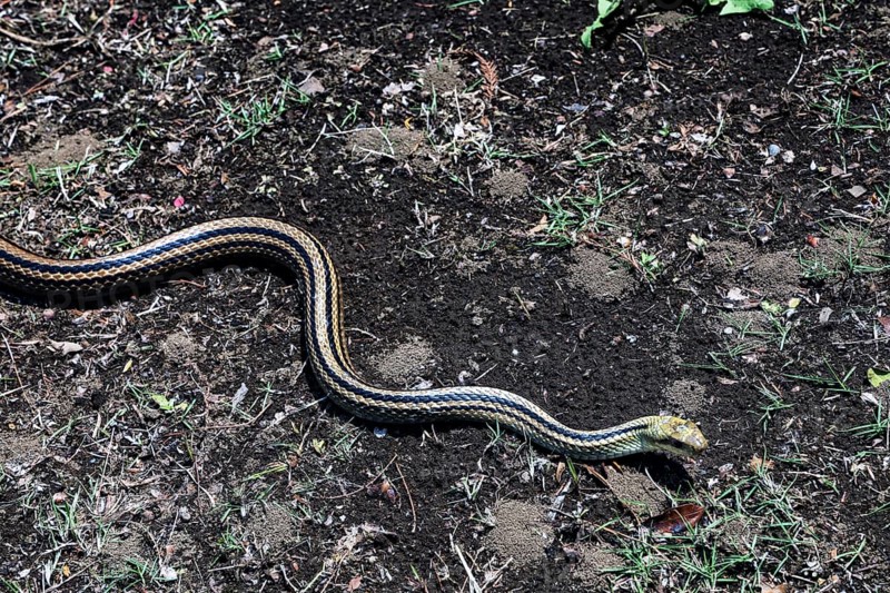 Japanese four-striped snake snaking on soil in the garden of the Imperial Palace in Tokyo, Tokyo, Japan