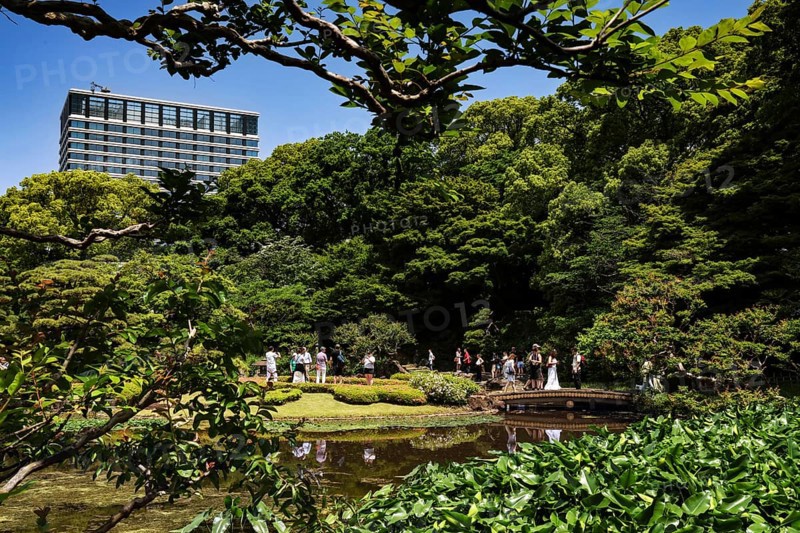 Lush garden at the Imperial Palace with pond and tall trees, Tokyo, Japan