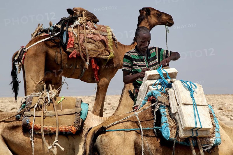 Man loads camels with salt blocks in the barren desert of Dallol, zero