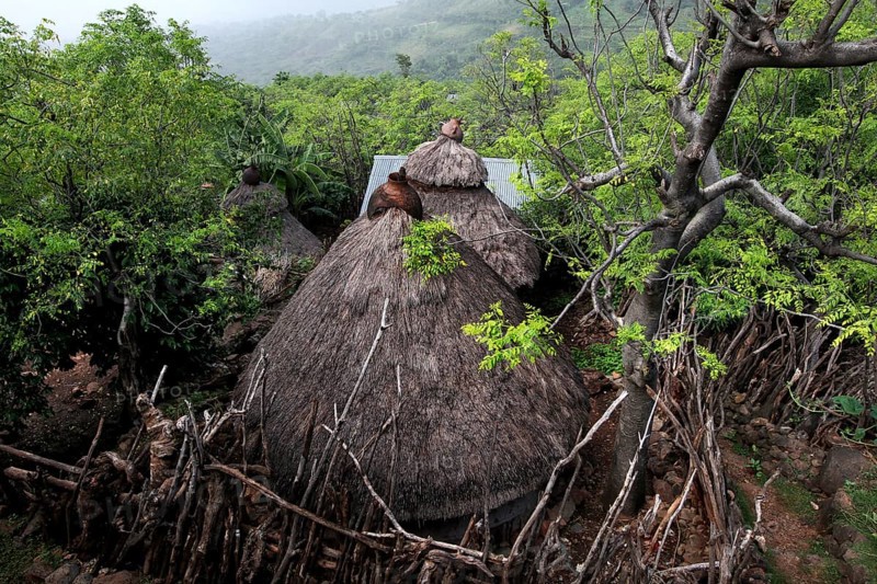 A traditional hut tucked away surrounded by lush vegetation, Konso, Ethiopia
