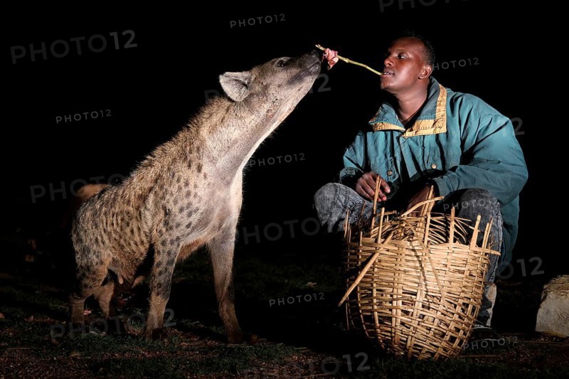 Man feeding hyena with a stick straight from his mouth, a fascinating interaction, Harar, Harar, Ethiopia