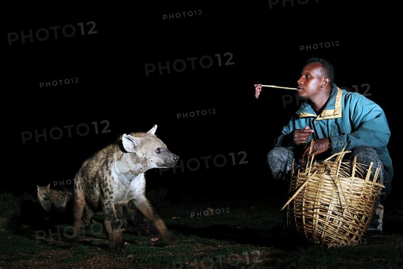 Man carefully feeds a hyena with a stick, part of a nocturnal ritual, Harar, Harar, Ethiopia