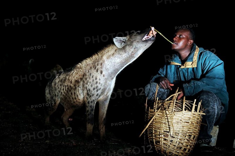 Man feeding hyena with a stick from a basket in the dark, a nocturnal ritual, Harar, Harar, Ethiopia