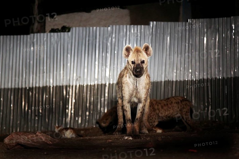 Hyena sits in the dark in front of a metal fence in Harar, Harar, Harari, Ethiopia