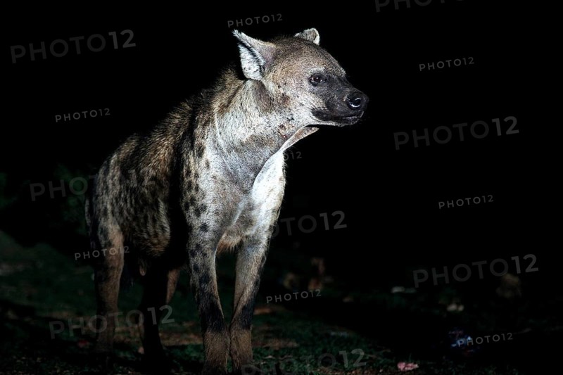 A hyena in the dark near Harar observes the surrounding area, Harar, Harari, Ethiopia