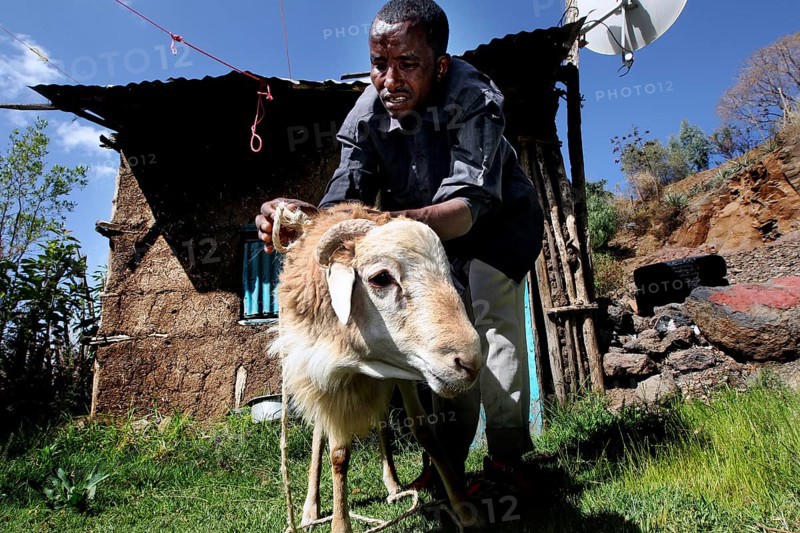Man preparing sheep for traditional ceremony in front of a house, Lalibela, Ethiopia