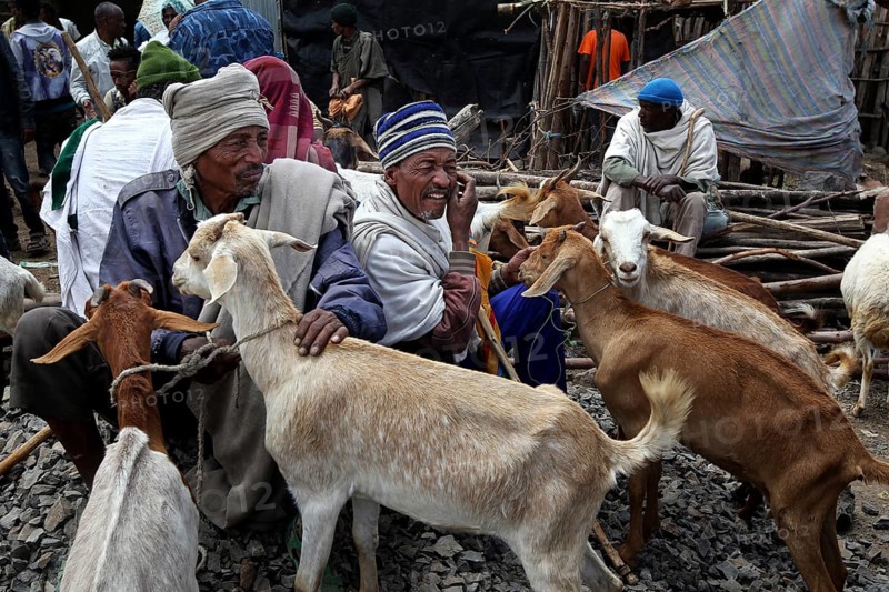 Men trade goats at a market in traditional surroundings, Lalibela, Ethiopia
