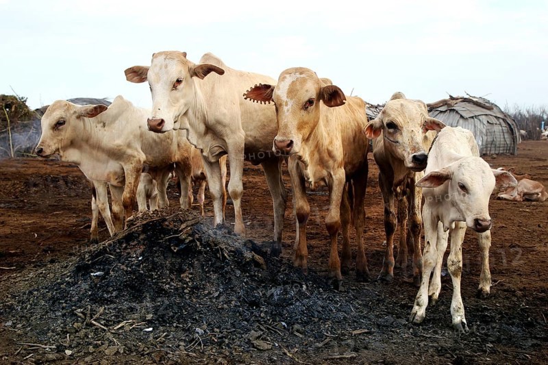 A group of cows standing together in a Dessanech village, Omorate, zero, Ethiopia