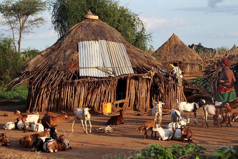 Round huts and goats in a Hamer village, Turmi, Ethiopia
