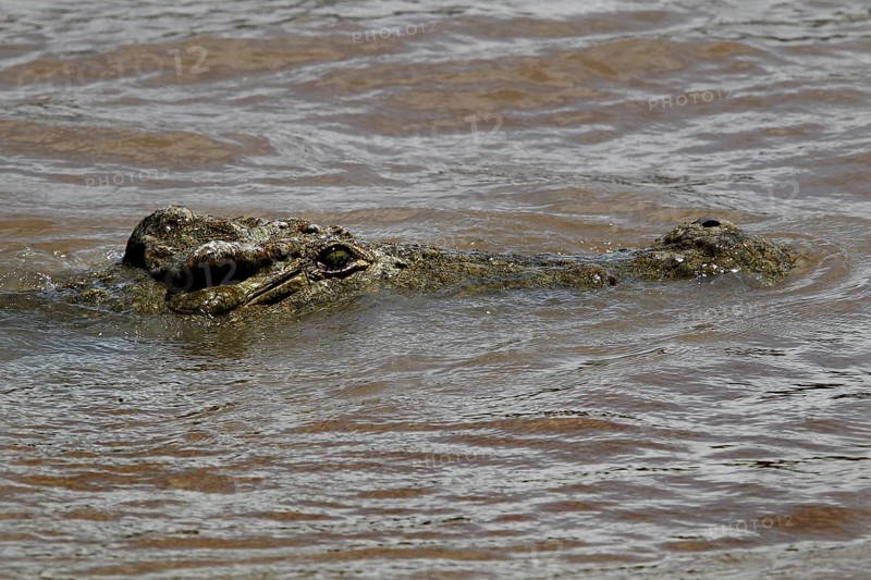 A crocodile camouflaging itself in calm water, difficult to spot, Chamo, Nech Sar National Park, Ethiopia