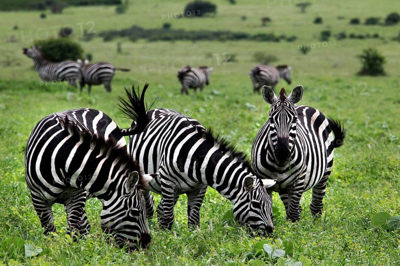 A group of zebras grazing peacefully in a green savanna landscape, Nech Sar National Park, Ethiopia