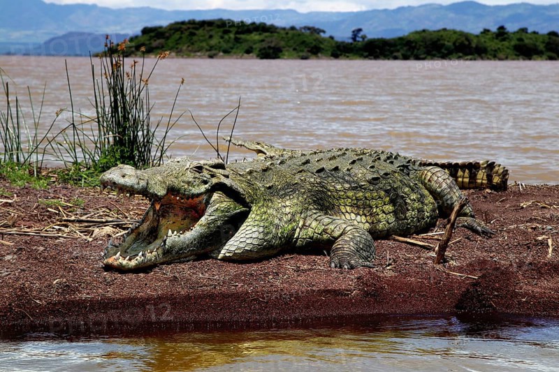 A large crocodile lies on the shores of Lake Chamo in Nech Sar National Park, Nech Sar National Park, South Ethiopia, Ethiopia