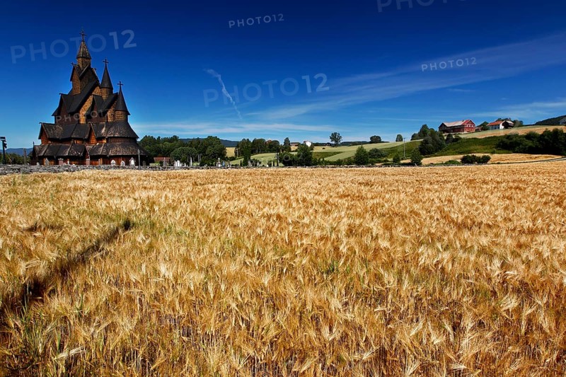Heddal stave church in the middle of a golden field under a blue sky, Heddal, Notodden, Norway