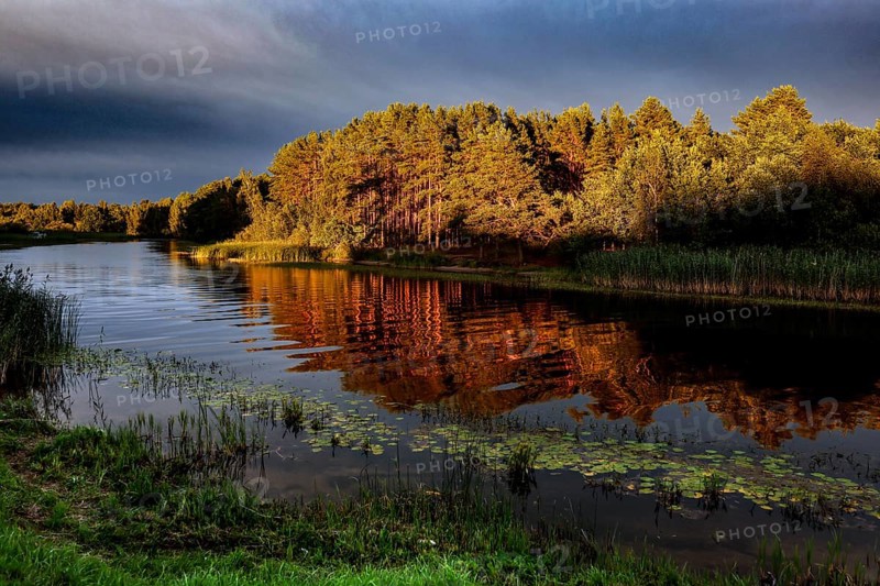 Shimmering golden trees are reflected in the calm water of a river, creating a peaceful atmosphere, Lake Peipus, Estonia