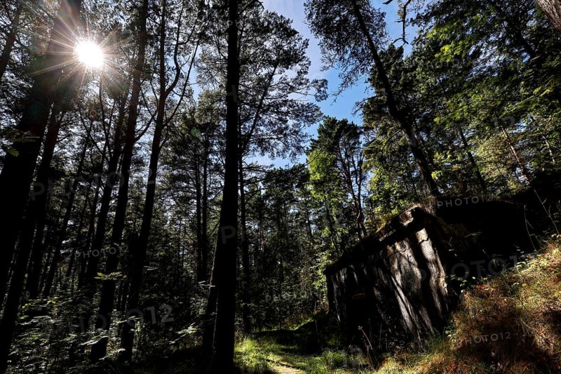 Light-flooded forest with abandoned bunker, historic, Tahkuna, Hiiumaa, Estonia