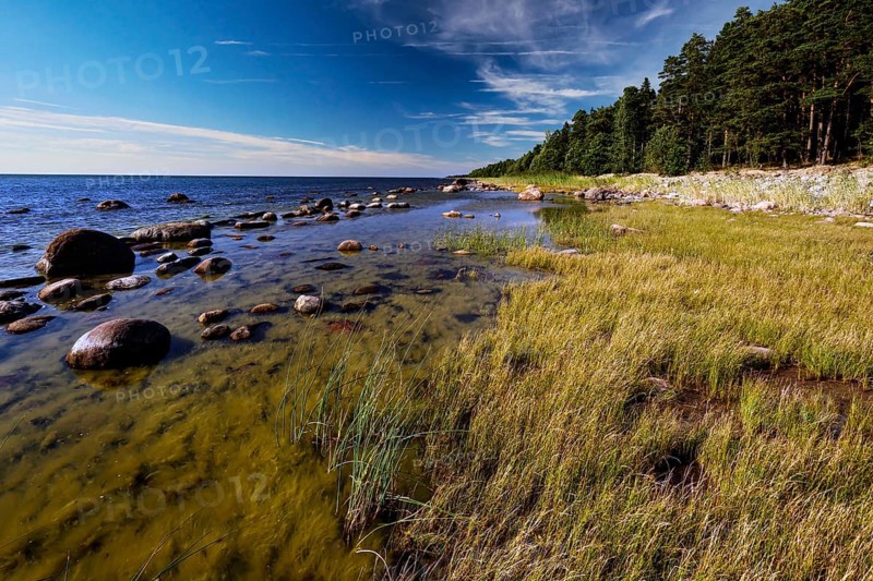 Coast near Suurpea with thick forest, stones and clear sky, Suurpea, Harju, Estonia