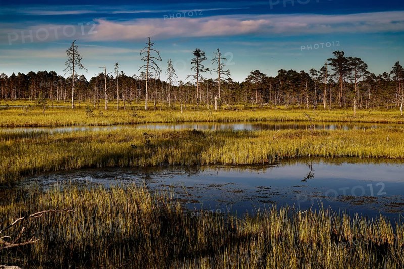 Moorland with bare trees and calm water under blue sky in Lahemaa National Park, Viru, Lahemaa National Park, Estonia