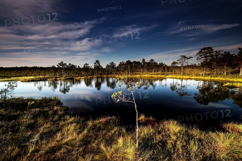Viru moor in Lahemaa National Park with calm water and green surroundings, Lahemaa National Park, Estonia