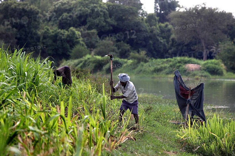 Farmer works in the field on the banks of the Nile, Tisissat, Ethiopia