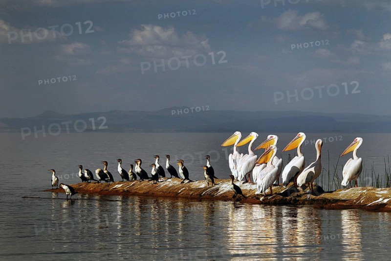 Cormorants and pelicans rest in an imposing formation at the lake, Ziway Lake, Ethiopia