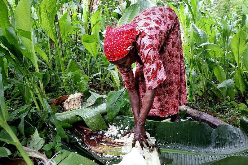 Woman wearing traditional clothing harvests Ensete, also known as fake banana, in a green field, Yirga Alem, Ethiopia