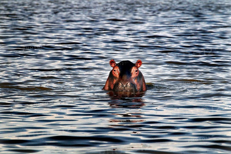 A hippopotamus looks out curiously from the water of Lake Ziway, Lake Ziway, Ethiopia