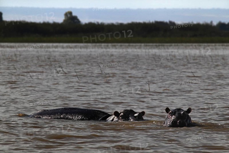 Two hippos swim in the calm water of the lake, Ziway Lake, Ethiopia