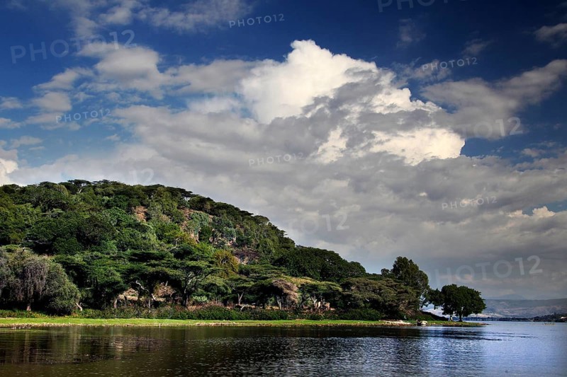 Lush vegetation on the shores of Ziway Lake under blue sky, Ziway, Oromia, Ethiopia
