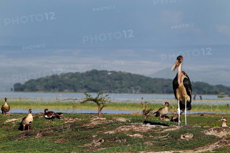 Maraboos stand majestically on a shore of the lake, Ziway Lake, Ethiopia