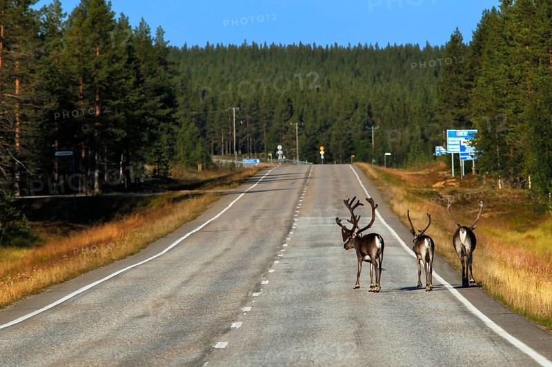 A group of reindeer passes a country road through the forests of Lapland on a sunny day, Lapland, Finland