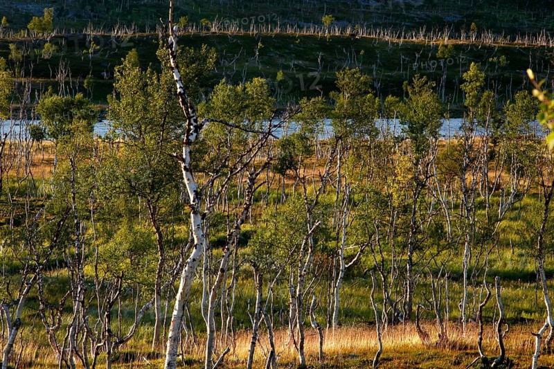 Green tundra landscape with dwarf birches in Finnmark, Finnmark, Norway