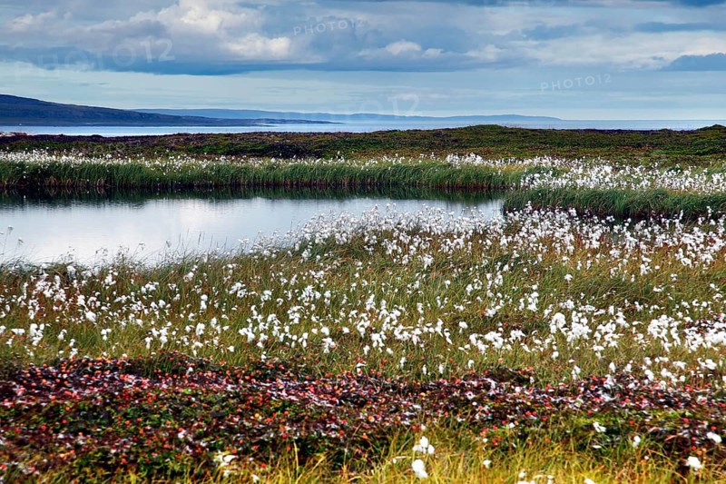 Blooming cottongrass meadows in a nature reserve on a quiet lake, Ekkerøy, Finnmark, Norway