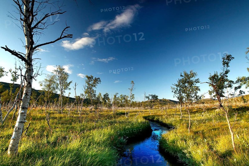 Blue stream crosses tundra with dwarf birches under a blue sky in Finnmark, Finnmark, Norway