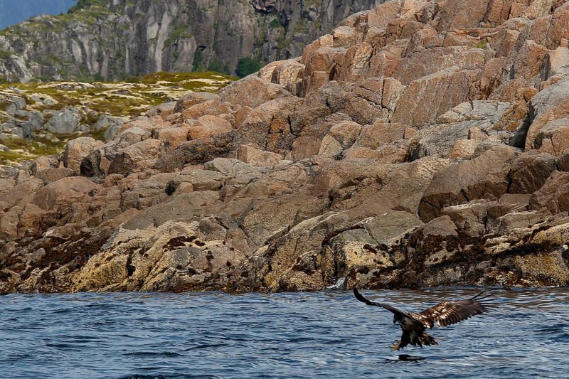 White-tailed eagle takes off from rocks in Raftsund across the water, Austvågøy, Raftsund, Norway
