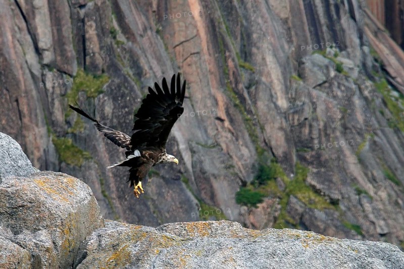 White-tailed eagle flying near a rock face in Trollfjord, Austvågøy, Raftsund, Norway