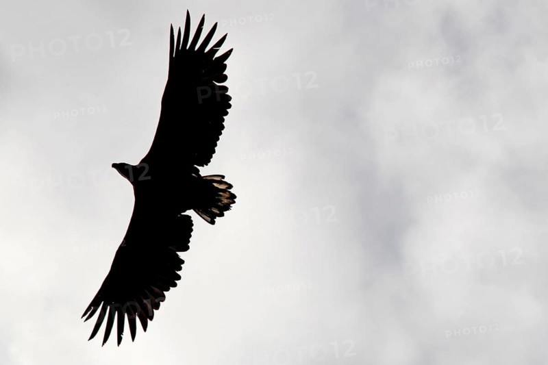 Silhouette of sea eagle against cloudy sky in Raftsund, Austvågøy, Raftsund, Norway