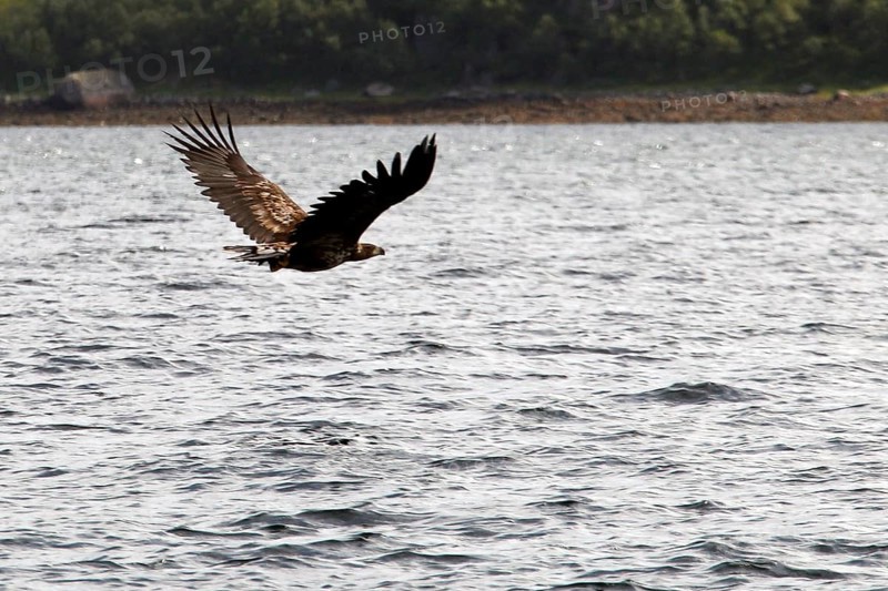 Sea eagles flying majestically over Raftsund water, Austvågøy, Raftsund, Norway