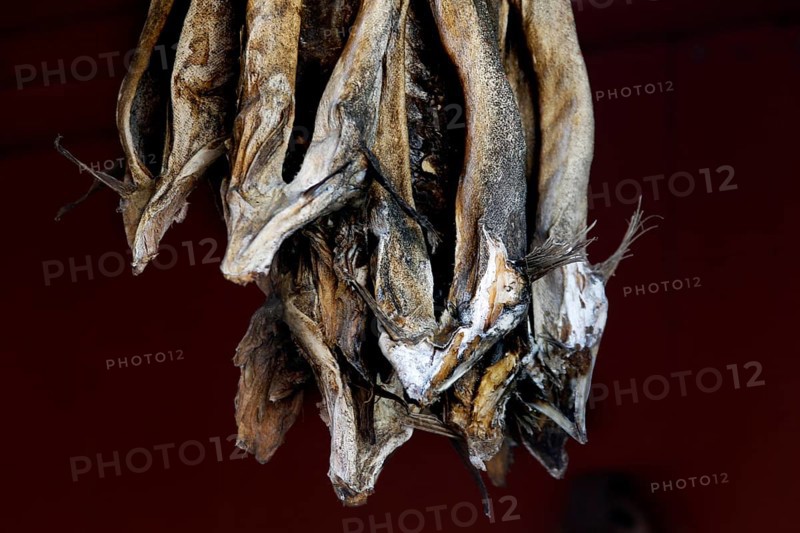 Hanging stockfish in Å, Moskenesøy, Å, Moskenesøy, Norway