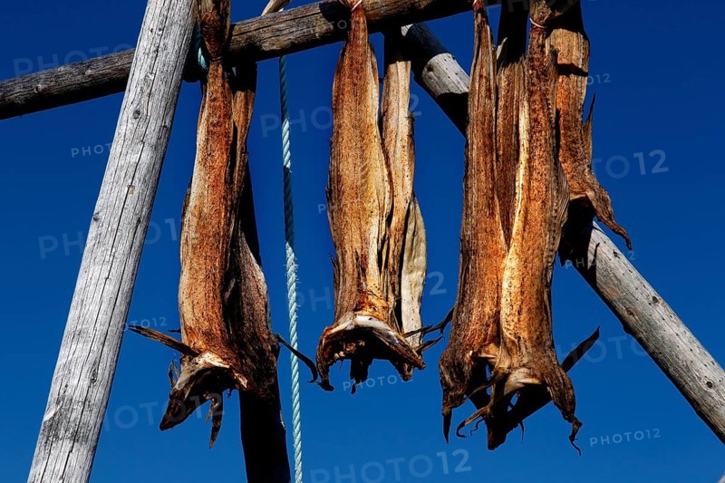 Dried fish hanging on wooden racks under blue sky, Sakrisøy, Moskenesøy, Lofoten