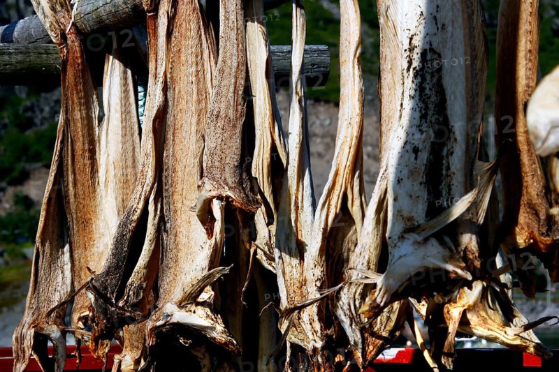 Dried fish hang in the sun on wooden racks in Sakrisøy, Sakrisøy, Moskenesøy, Lofoten