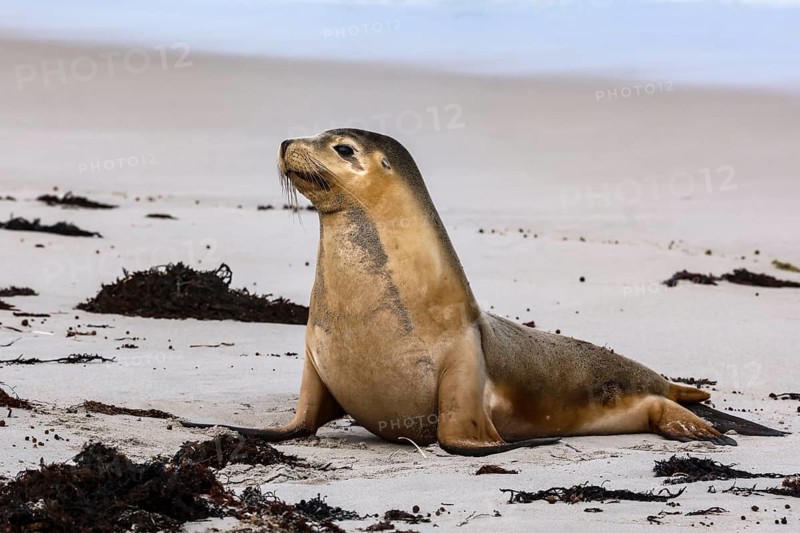 A watchful sea lion lies on the sandy beach of Kangaroo Island, Seal Bay, Kangaroo Island, Australia