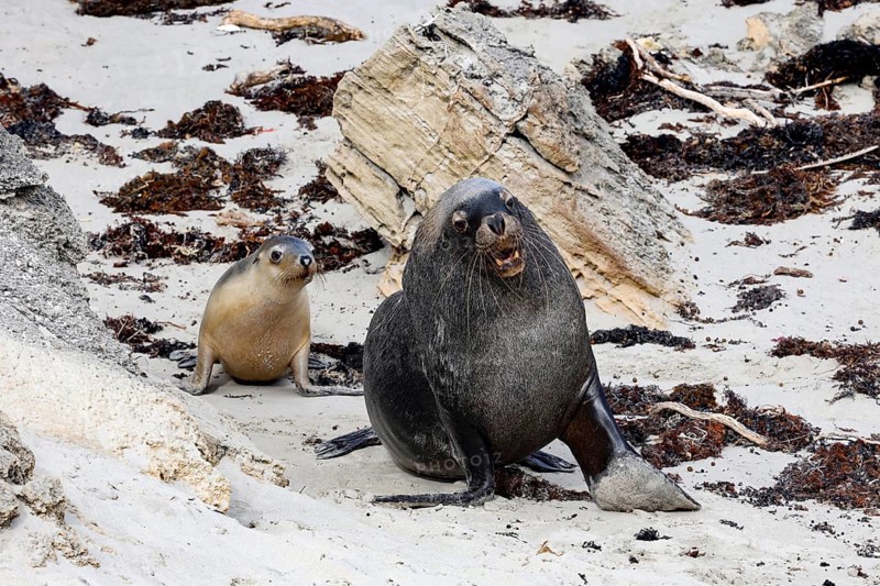 Two sea lions on a rocky beach backdrop in Seal Bay, lively and alert, Kangaroo Island, South Australia, Australia