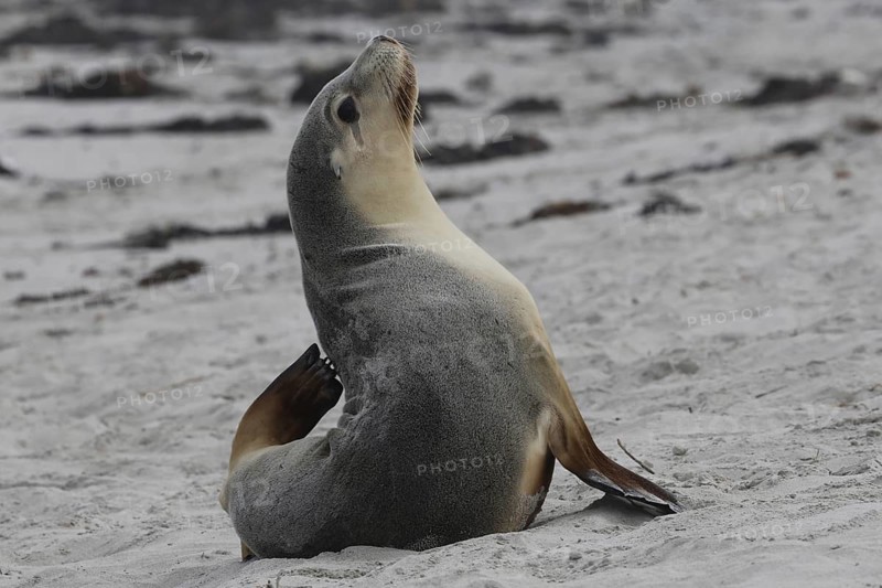 Single sea lion resting on sandy shore of Seal Bay, Kangaroo Island, South Australia, Australia
