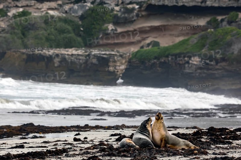 Two sea lions interact on the beach off a rugged coastline on Kangaroo Island, Seal Bay, Kangaroo Island, Australia